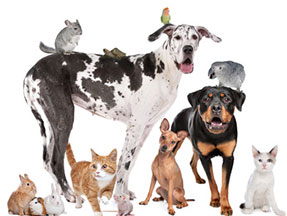 Garde d'animaux à Clermont-Ferrand
